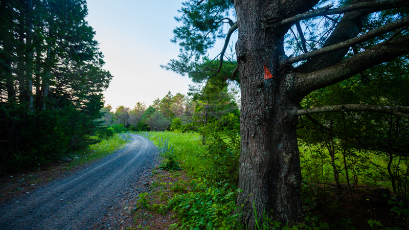 Rideau Trail through the Marlborough Forest