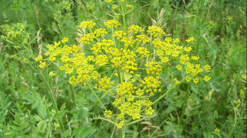 wild-parsnip