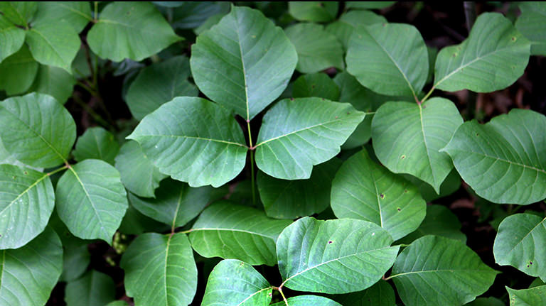 poisonivy