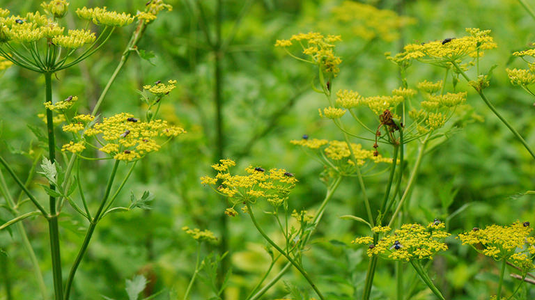 wildparsnip